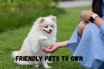 friendly pets