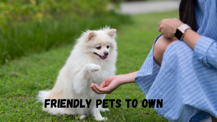 friendly pets